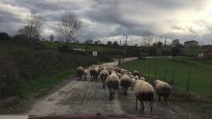 Biga Kaşıkcıoba Köyü Resimleri 5