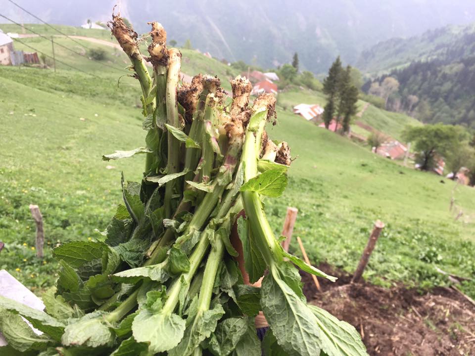 Araklı Kayaiçi Köyü Resimleri 11
