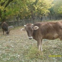 Çamoluk Fındıklı Köyü Resimleri 10