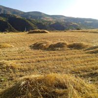 Çamoluk Gücer Köyü Resimleri 1