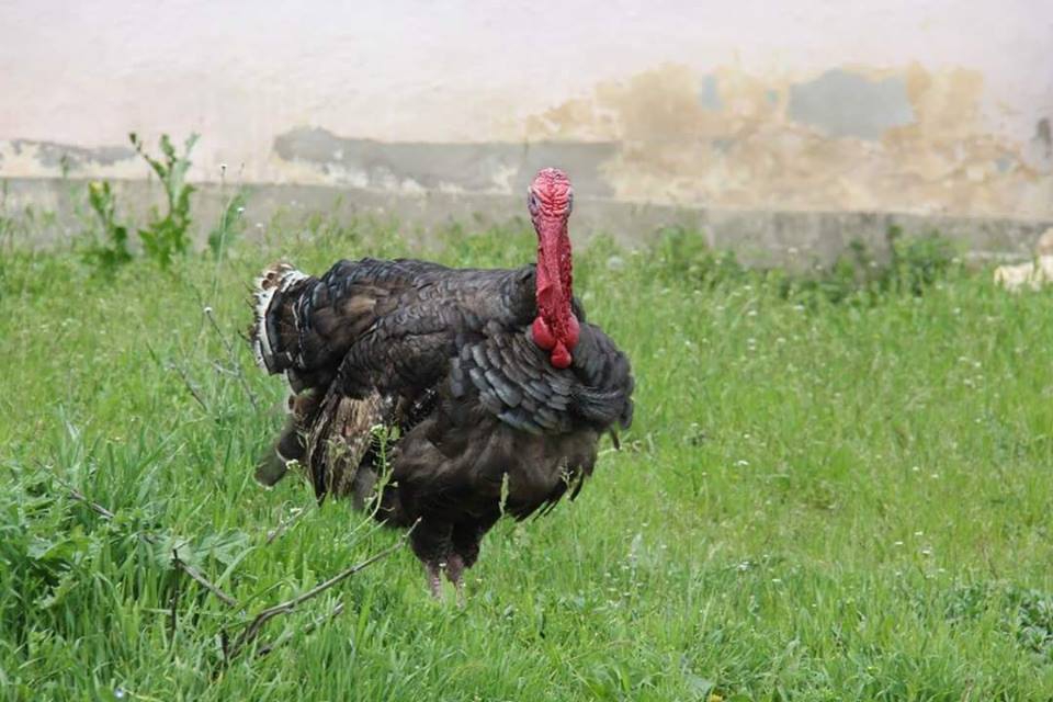 Çamoluk Kaynar Köyü Resimleri 2