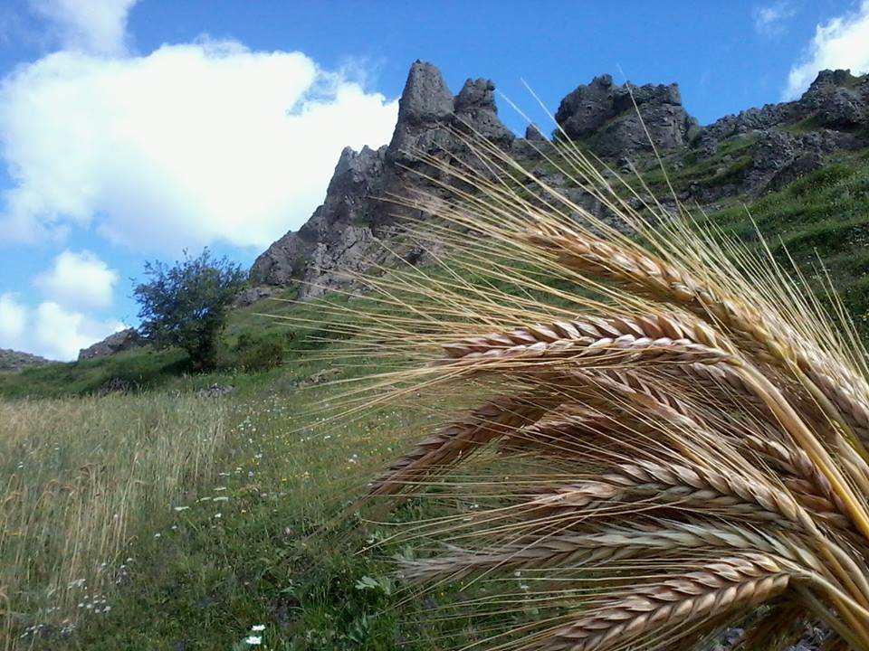 Posof Süngülü Köyü Resimleri 1