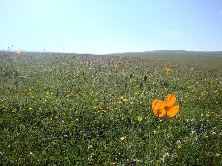 Posof Süngülü Köyü Resimleri 11