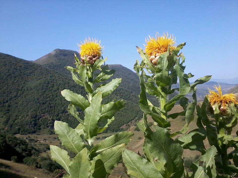Posof Süngülü Köyü Resimleri 3