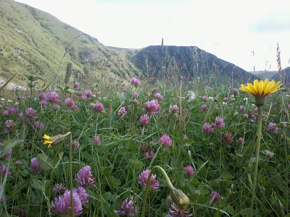Posof Süngülü Köyü Resimleri 7