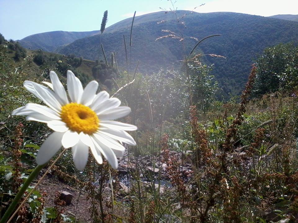 Posof Süngülü Köyü Resimleri 8