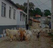 Biga Sarıkaya Köyü Resimleri 7