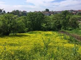 Biga Sarısıvat Köyü Resimleri 7