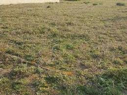 Biga Selvi Köyü Resimleri 2