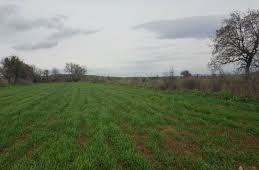 Biga Sinekçi Köyü Resimleri 2