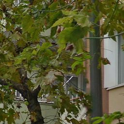 Araklı Kükürtlü Köyü Resimleri 15