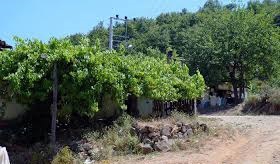 Biga Yeşilköy Köyü Resimleri 5