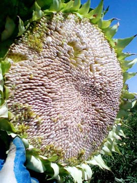 Kayseri Akın Köyü Resimleri 38