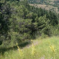 Çamoluk Pınarlı Köyü Resimleri 4