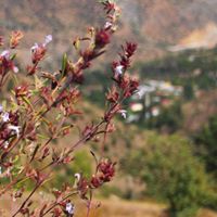 Çamoluk Usluca Köyü Resimleri 3