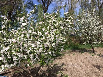 Afşin Bakraç  Köyü Resimleri 1