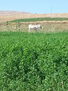 Afşin Büyüktatlı Köyü Resimleri 2