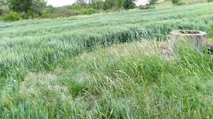 Çan Ahlatlıburun Köyü Resimleri 1