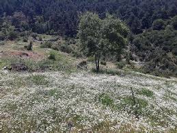 Çan Ahlatlıburun Köyü Resimleri 2