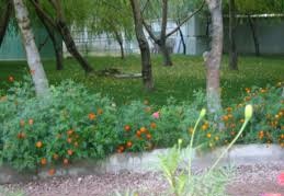 Çan Bilaller Köyü  Resimleri 4