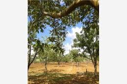 Çan  Bostandere Köyü Resimleri 2