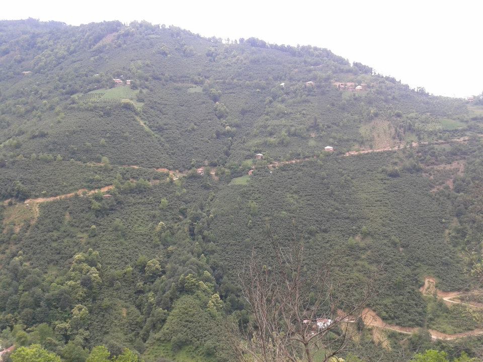 Dereli Yeşilkaya Köyü Resimleri 13