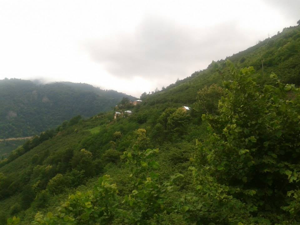 Dereli Yeşilkaya Köyü Resimleri 6