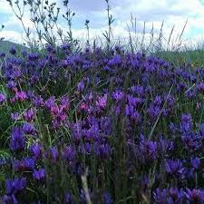 Çan Çamköy Köyü Resimleri 4