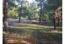 Çan Çekiçler Köyü Resimleri 5