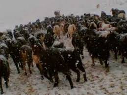 Çan Çekiçler Köyü Resimleri 7