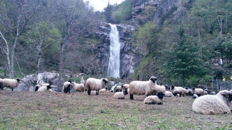 Doğankent Çatalağaç Köyü Resimleri 2