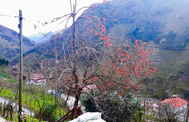 Doğankent Kozköy Köyü Resimleri 6