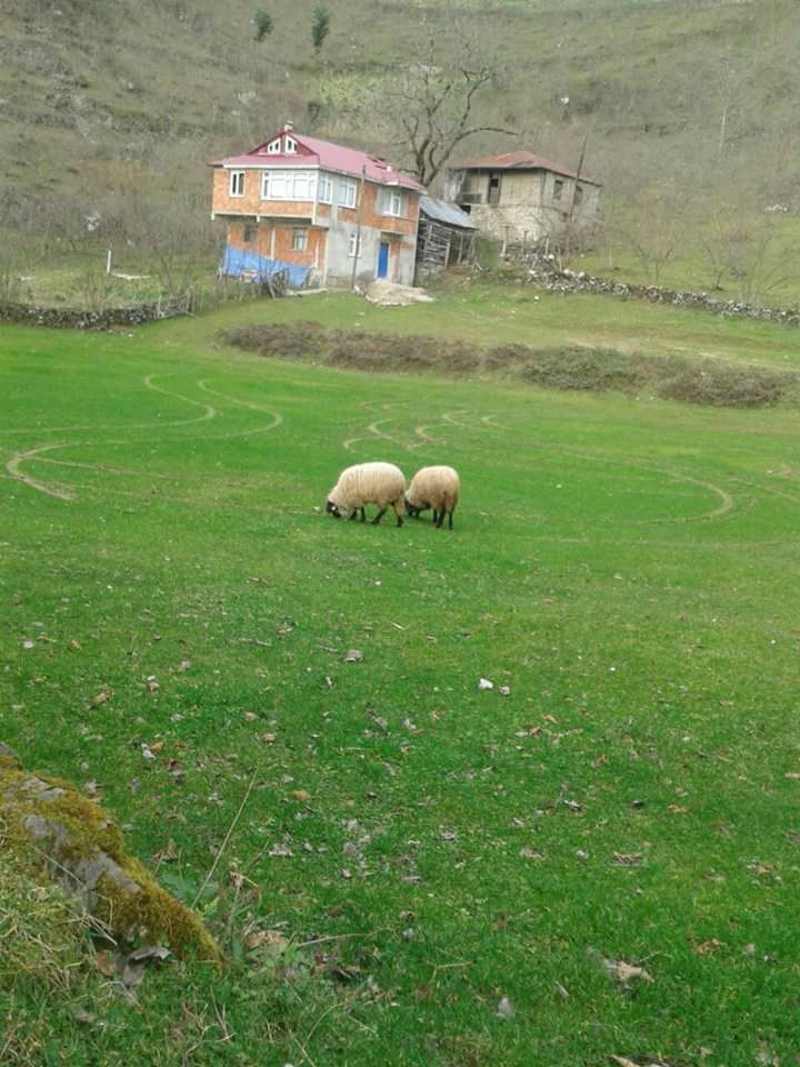 Espiye Akkaya Köyü Resimleri 2