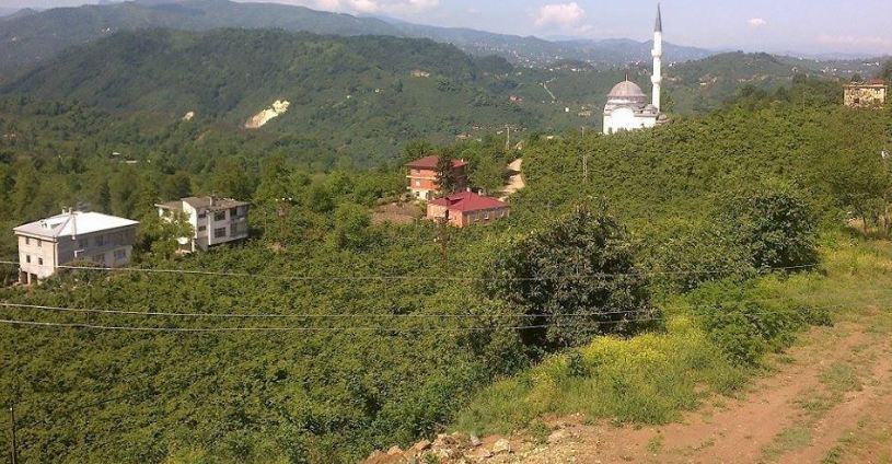 Araklı Taşönü Köyü Resimleri 3