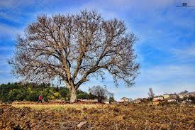 Çan Keçiağılı Köyü Resimleri 2