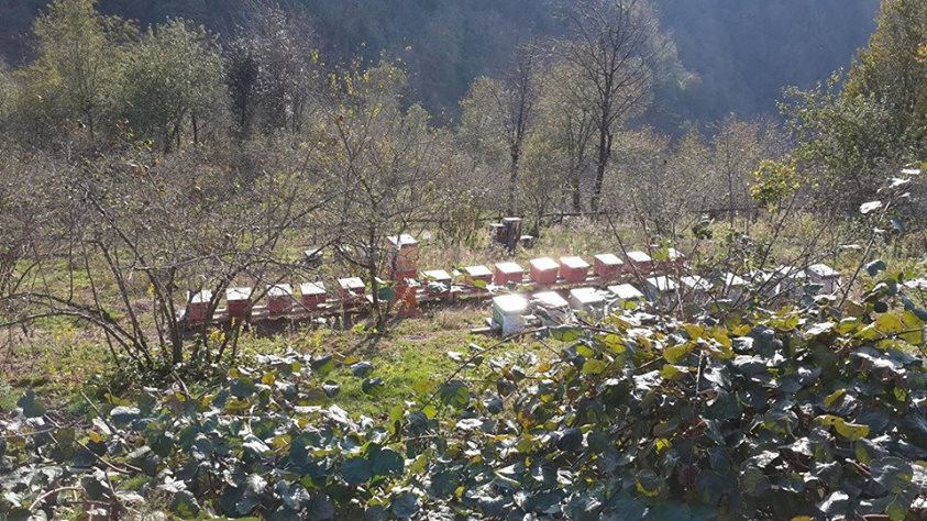 Espiye Bahçecik Köyü Resimleri 3
