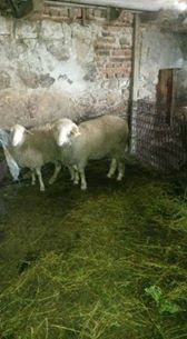 Çan Mallı Köyü Resimleri 4