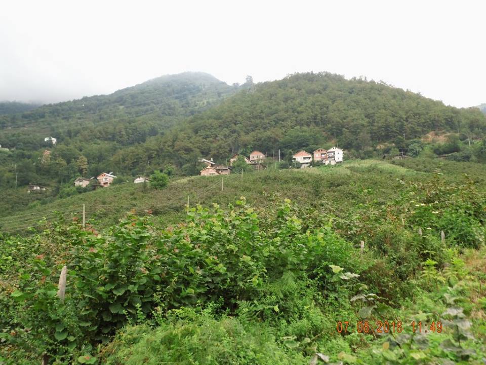 Araklı Turnalı Köyü Resimleri 23