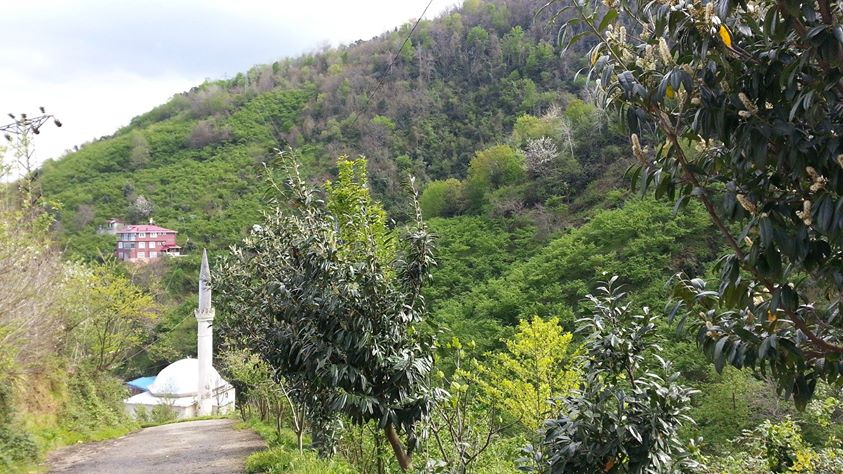 Espiye Gülburnu Köyü Resimleri 5