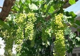 Ezine Alemşah Köyü Resimleri 10