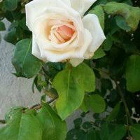 Ezine Alemşah Köyü Resimleri 11