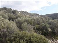 Ezine Alemşah Köyü Resimleri 3