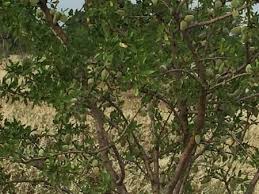 Ezine Alemşah Köyü Resimleri 4