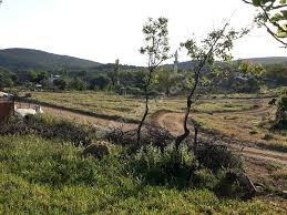 Ezine Alemşah Köyü Resimleri 6