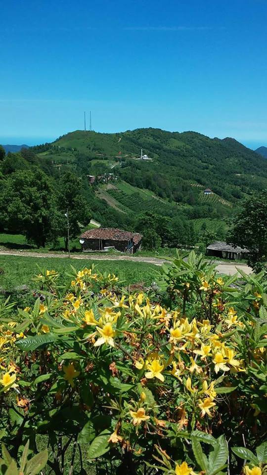 Araklı Yeşilyurt Beldesi Resimleri 14