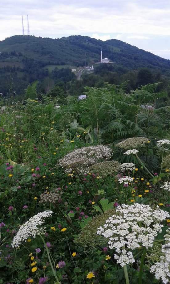 Araklı Yeşilyurt Beldesi Resimleri 18