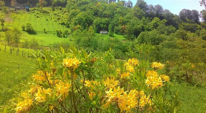 Araklı Yeşilyurt Beldesi Resimleri 3