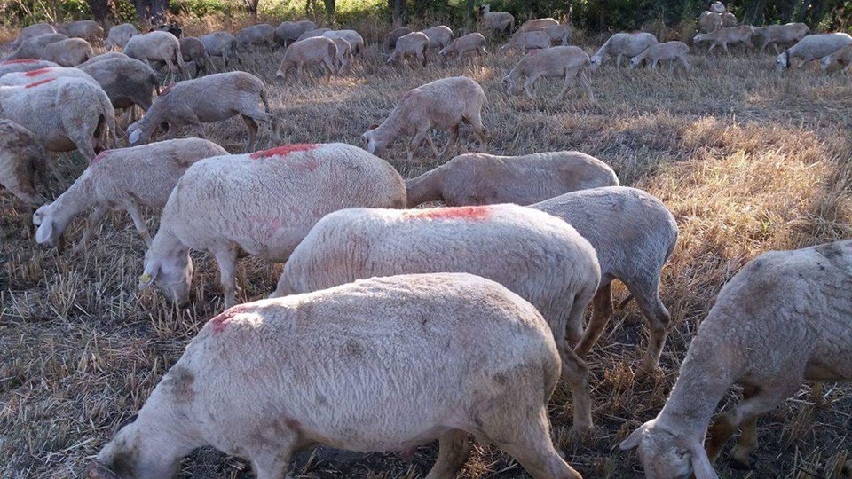 Banaz Karaköse Köyü Resimleri 6