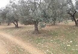 Ezine Bozalan Köyü Resimleri 5