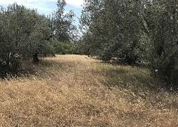 Ezine Bozalan Köyü Resimleri 6